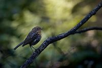 Junges Rotkehlchen im Schatten