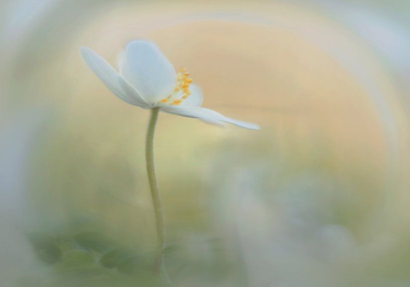 da sind Sie von Remco loeffen