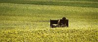 A bed in the cornfield - Panorama