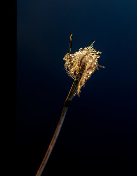Des gouttes et des plumes dans la lumière chaude du matin par Sia Windig