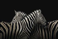 Majestätische Zebras vor schwarzem Hintergrund - Beeindruckende Tierfotografie