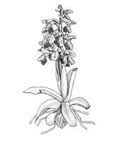 Harlekijn (Anacamptis morio) - illustratie