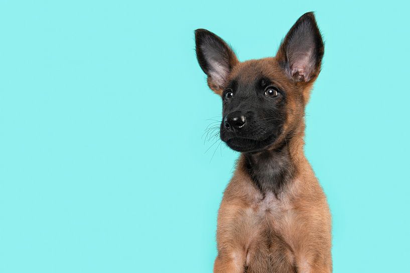 Porträt eines Malinois-Schäferhundwelpen vor einem türkisblauen Hintergrund von Elles Rijsdijk