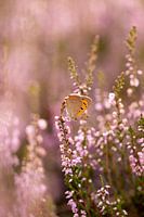 The butterfly on the moors