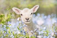 Spring sheep lamb 