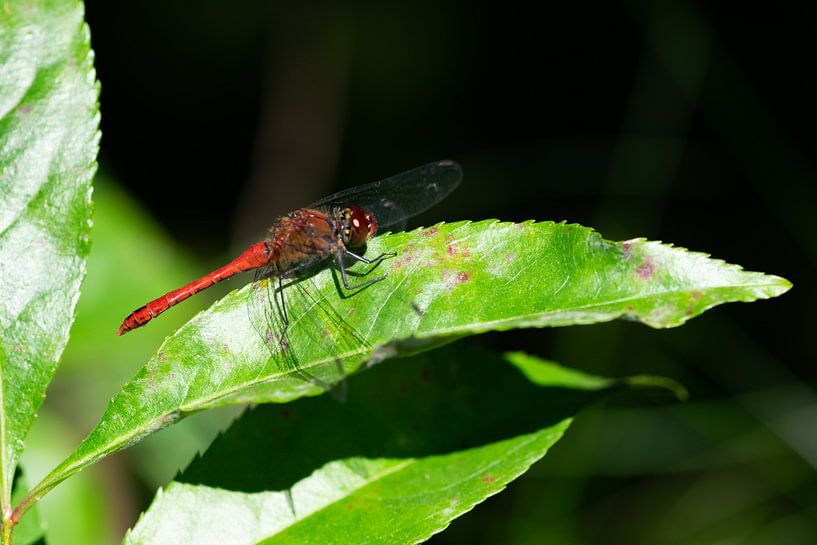 Libellule (insecte) rouge sur une feuille d'arbre par Kristof Leffelaer