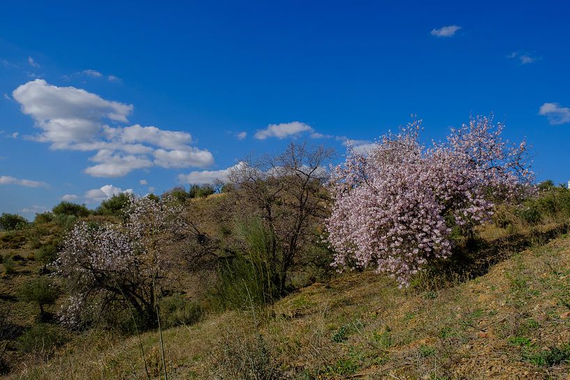 fleur d'amandier par Peter Laarakker