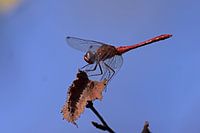 dragonflies