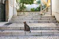 Cat in picturesque street