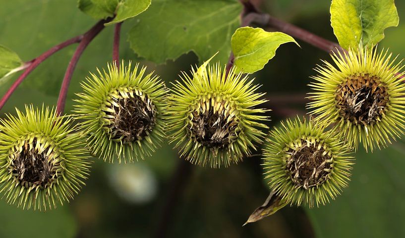 Disteln von annemiek art