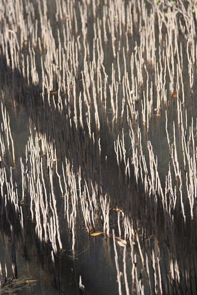 Mangrove roots by Eric van Duijn