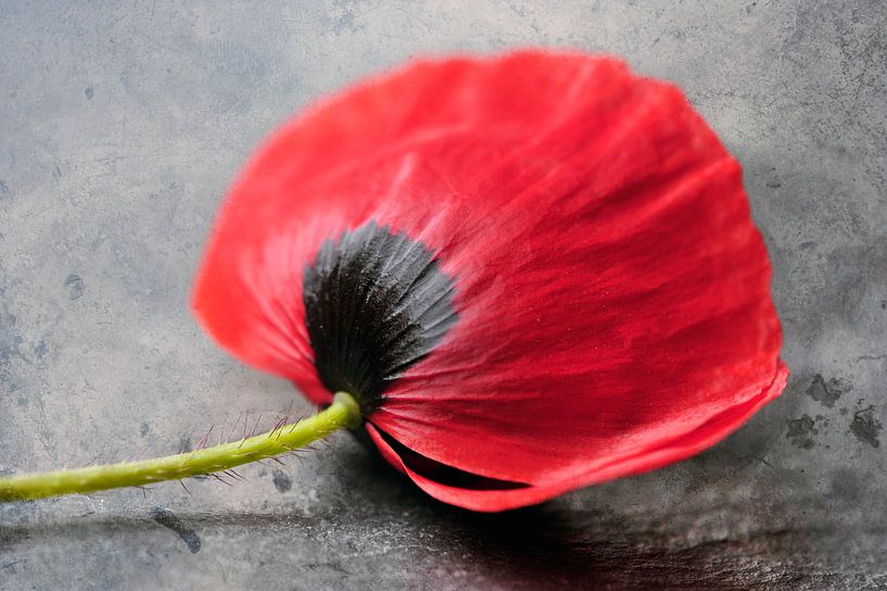 Coquelicot solo von Martine Affre Eisenlohr
