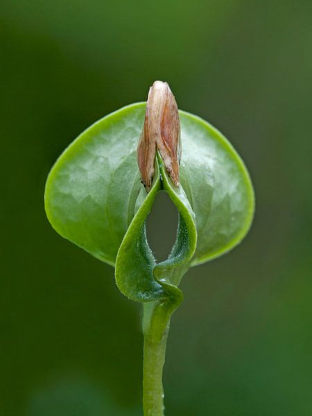 Pumpkin seed by Anjo Kan