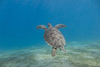 Swimming sea turtle, Egypt