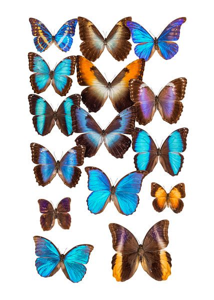 Collection de papillons par Marielle Leenders