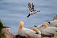 Guillemot jumps off a cliff in Helgoland