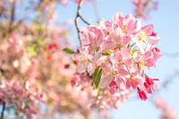 Rosa Blüte in der Betuwe | Holland | Pastellfarben