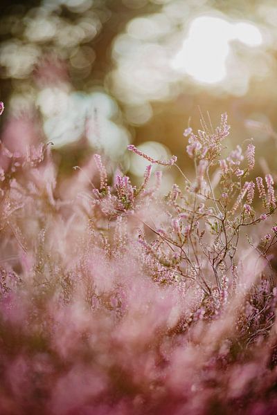 Heidekraut Blume von Yara Verstappen