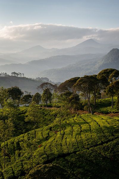 Sunrise over a tea plantation by Ellis Peeters