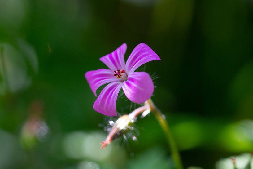 Robertswort by Anne Voets