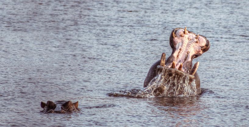 Hello Hippo by BL Photography