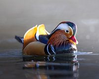 Mandarin-Ente in der Sonne