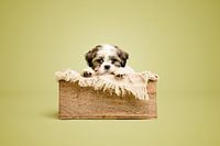 Niedlicher Shih Tzu Welpe in einer Holzkiste, im Studio mit grüner Hintergrundfarbe