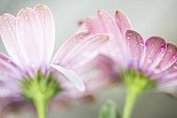 high key Blumen mit Regentropfen