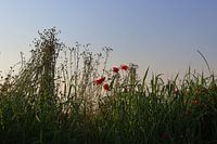Mohnblumen in der Abenddämmerung