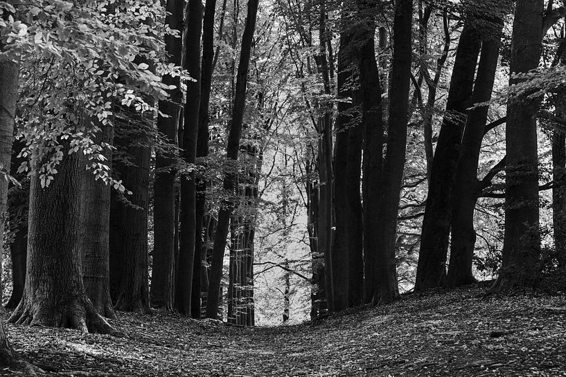 Posbank par Johan Zwarthoed