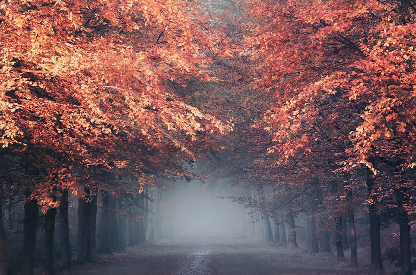 Herbstvorhang von Rob Visser
