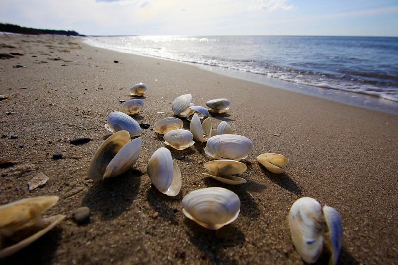 Baltic Sea with shells by Thomas Jäger