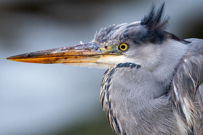 Reiger in focus modus van nathalieg_photography