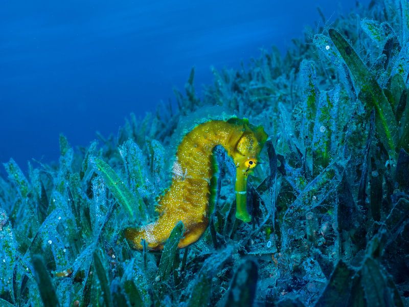 hippocampe par thomas van puymbroeck