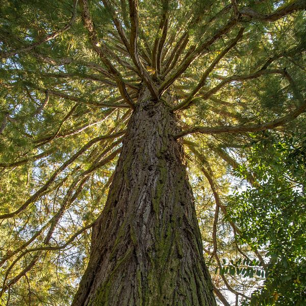 Branched by Freek Rooze