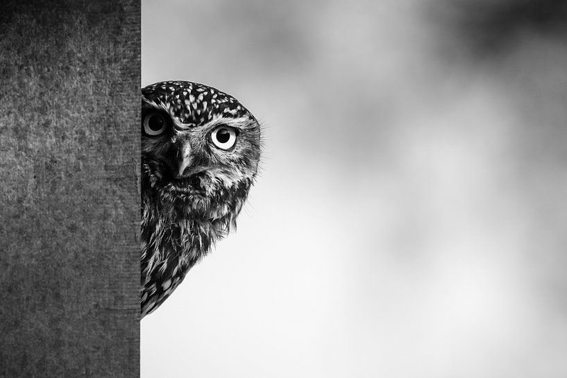 Peekaboo von Erwin Maassen van den Brink