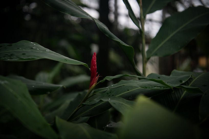 Botanische Meisterwerke: Pflanzenkunst im Fokus von Lena Remmert