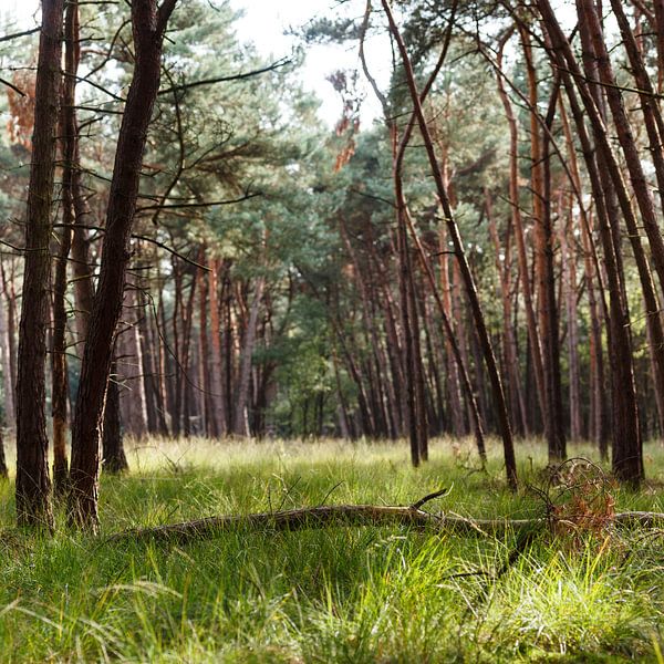 De groene loper met horde von Paul Oosterlaak
