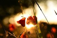 Mohn im goldenen Abendlicht