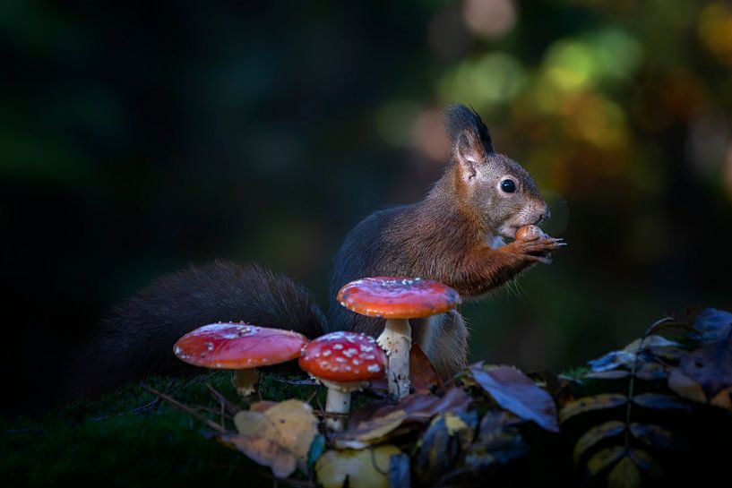 Squirrel in an autumn forest with mushrooms and leaves. by Albert Beukhof