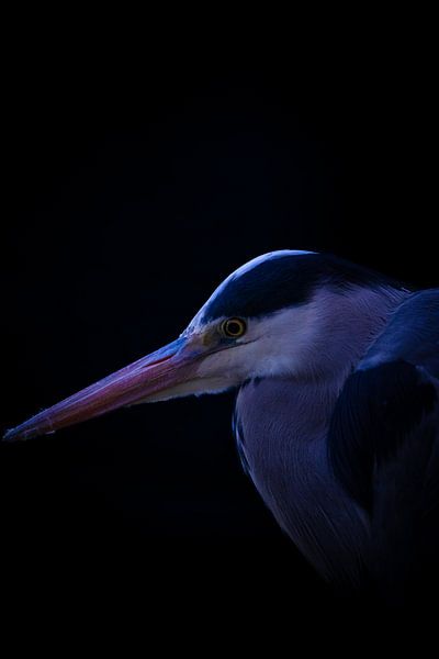 Blue Heron von Christoph Rutenkolk Gallery