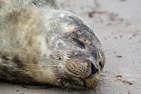 Jeune phoque sur la plage