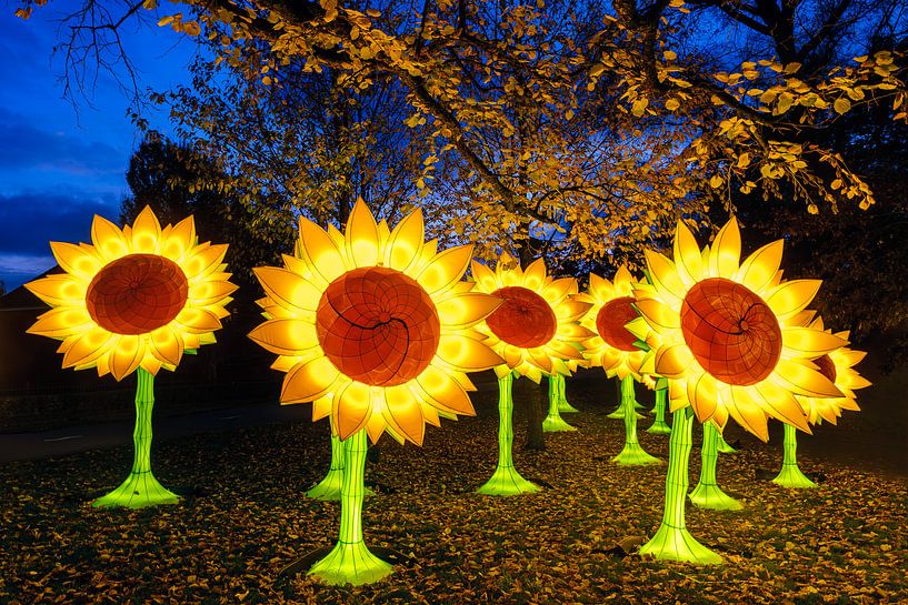 Illuminated sunflowers by Evert Jan Luchies