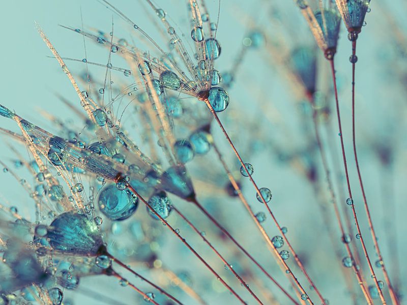 Droplets on a ball of fluff by Marjolijn van den Berg
