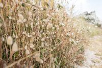 Wildflowers Portugal Summer