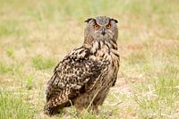 Uil, Europese Oehoe in het veld.