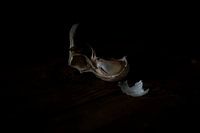 L'ail sur une table en bois - peinture minimaliste - nature morte de la vie traditionnelle