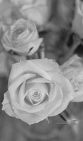 Velvety elegance - monochrome rose close-up