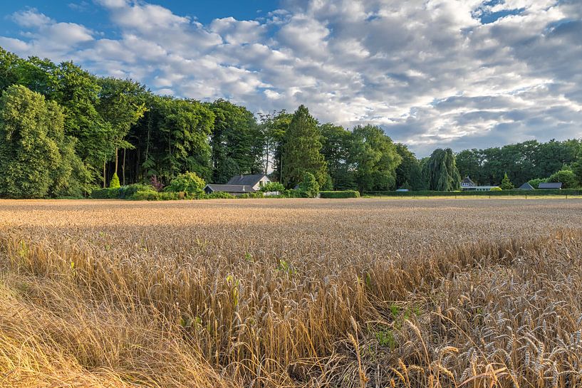  Grain Field Hoog Soeren by Jan Koppelaar Fotografie