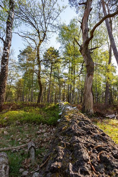 Forest in spring by Evert Jan Kip